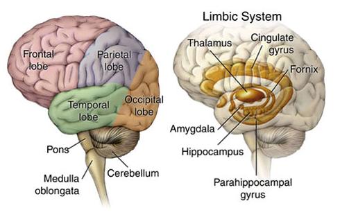 Human Anatomy - Ken To Fude No Ryu Kenshu Kai Karate - Soke Solly Said
